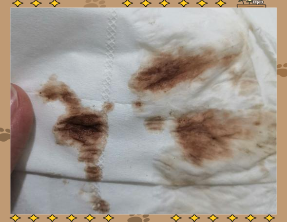 试管婴儿移植后出血:如何区分着床出血与月经?