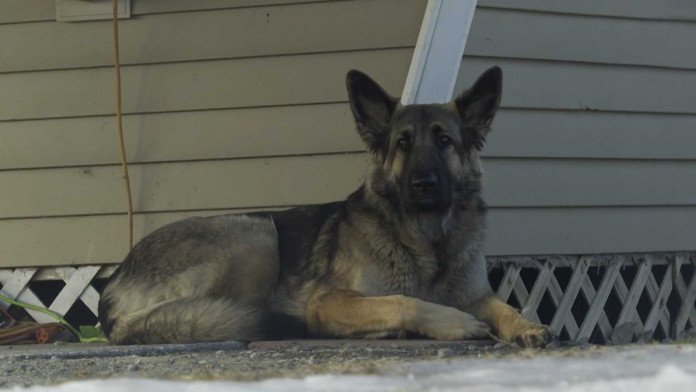 真实版灵犬莱西!聪明狗暗夜引路 救出车祸饲主