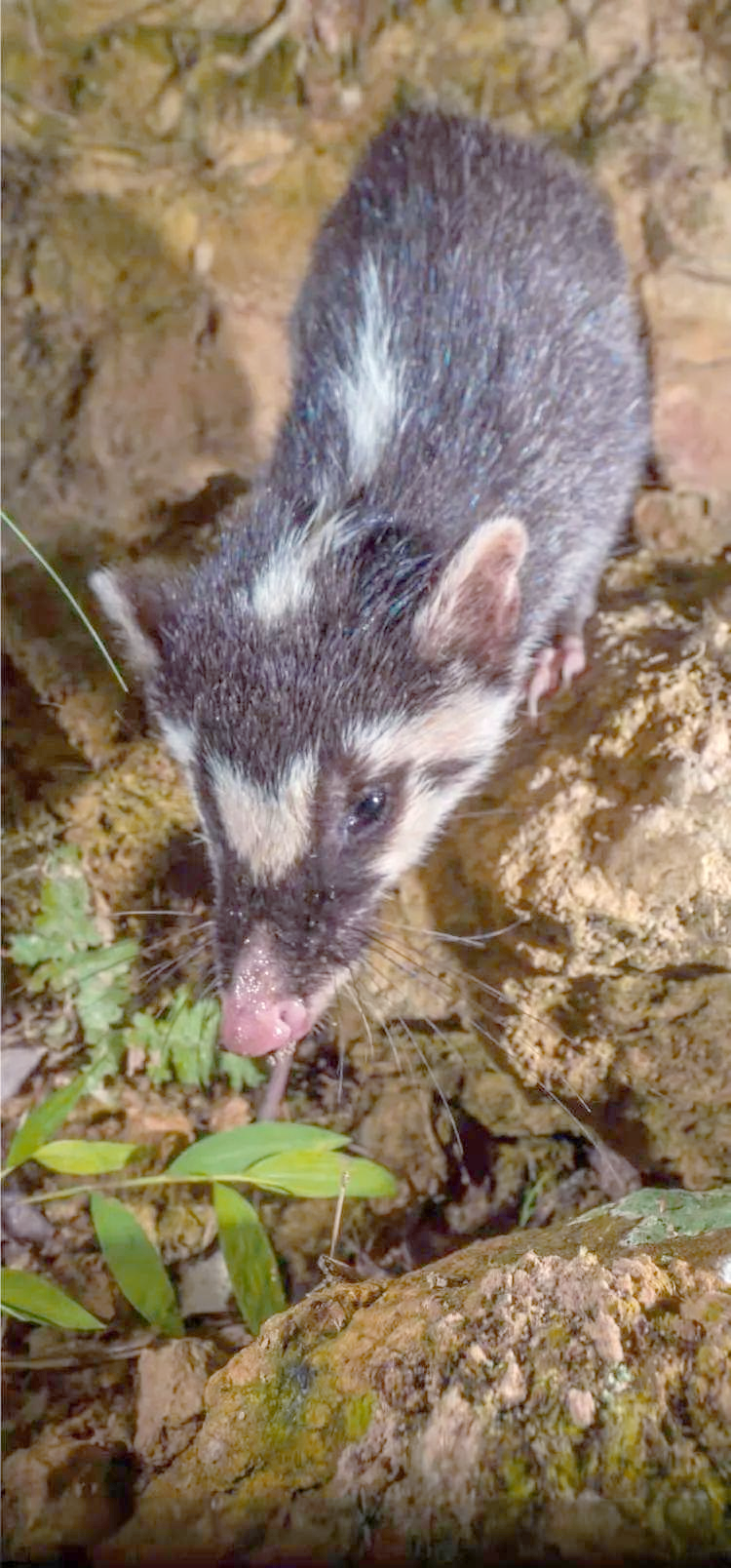 鼬獾:一种独特且危险的哺乳动物