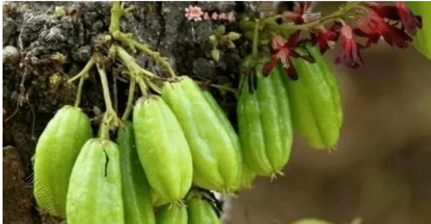 食用野果三敛的食疗价值和功效