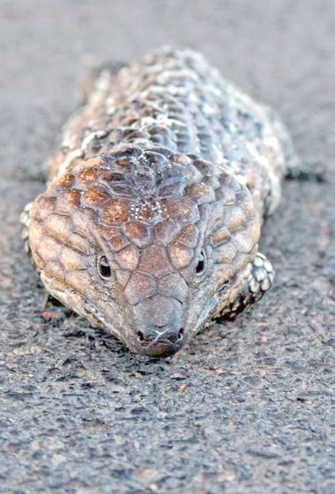 为何人们仍热衷于购买澳大利亚特有蜥蜴?