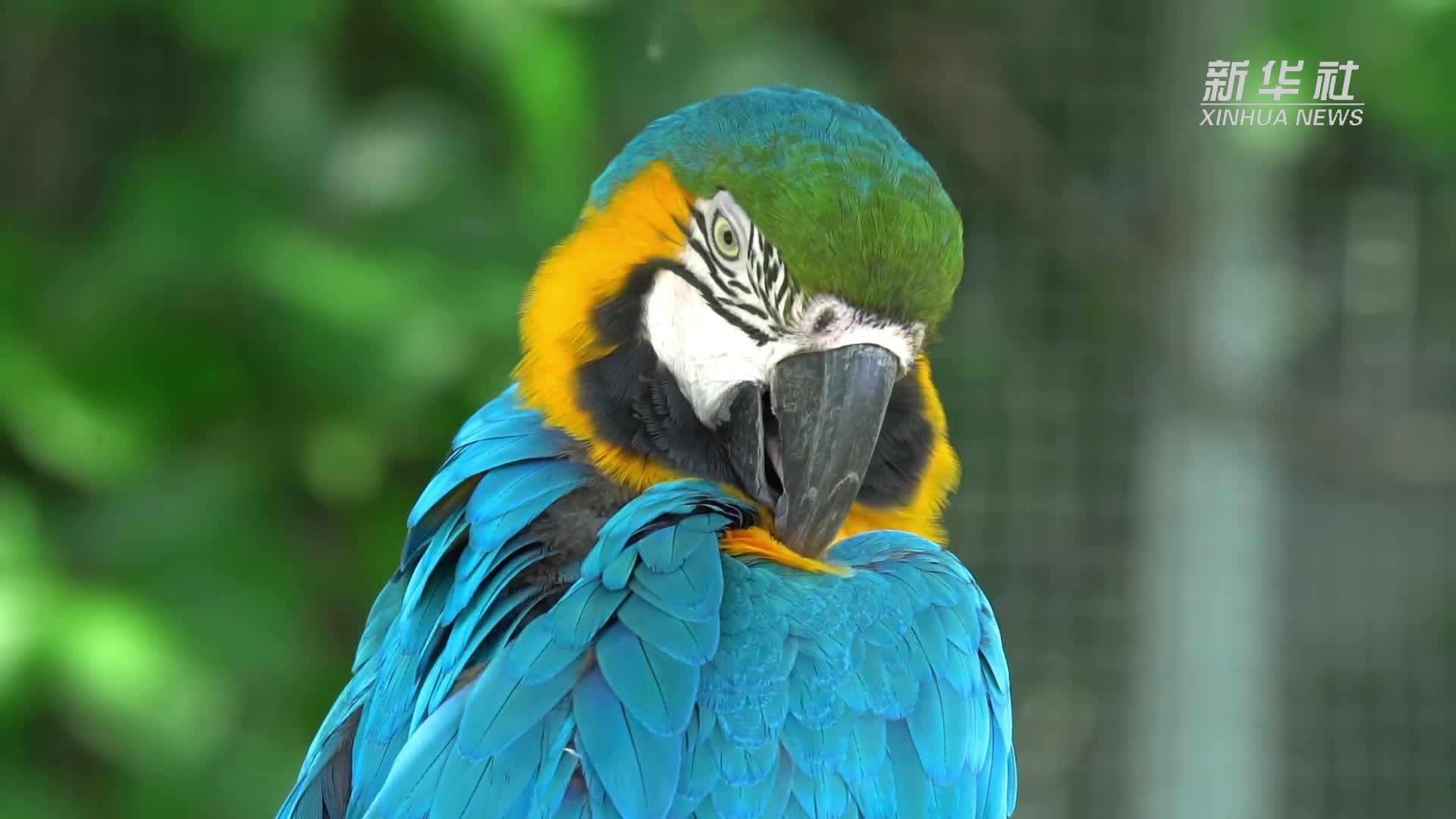 壁纸 动物 鸟 鹦鹉 1920_1080