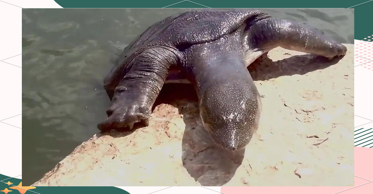 美国珍珠鳖在中国:生态威胁还是美味佳肴