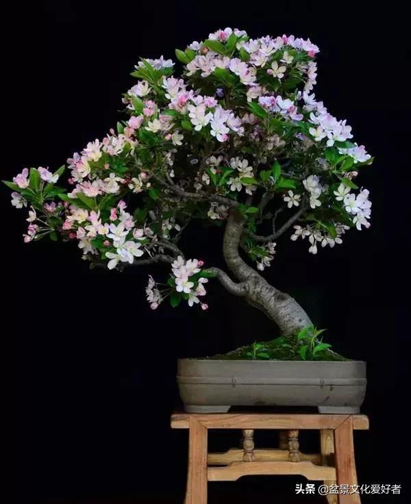 垂丝海棠盆景的欣赏与养护方法