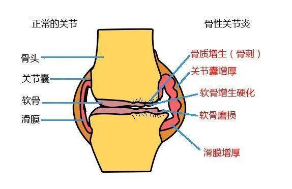 左膝盖关节图图片