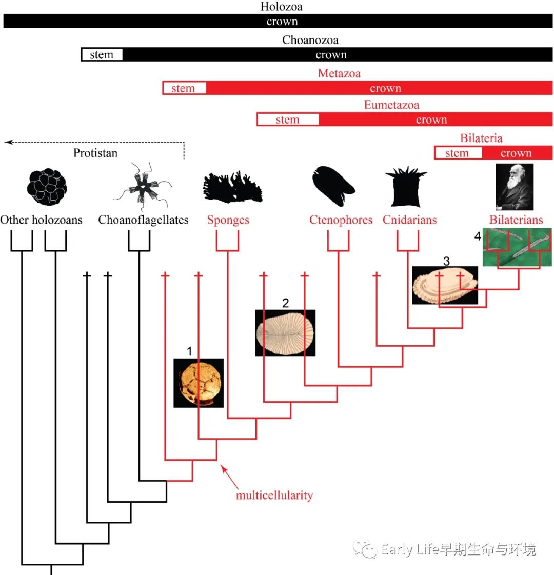 從達爾文的生命之樹到重要類群的起源