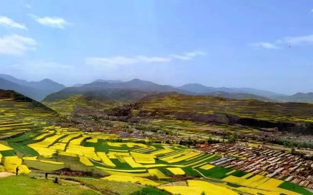 天水武山油菜花盛开:满目金黄香百里一方春色醉千山