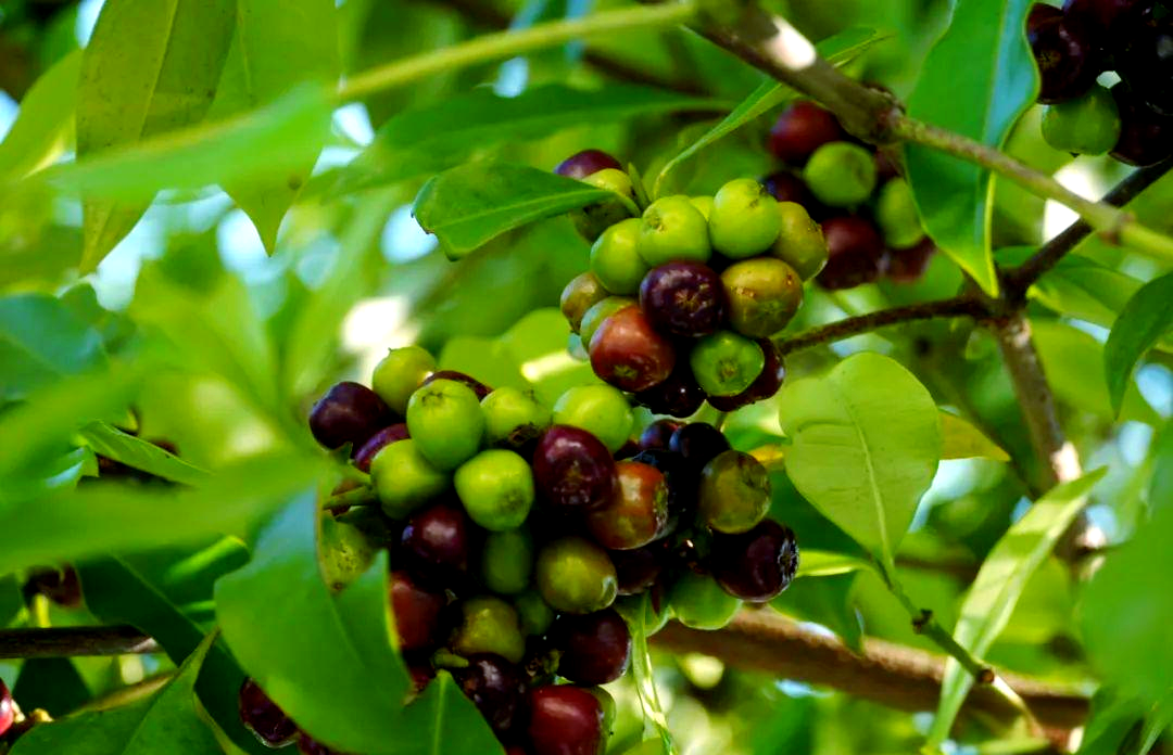 弯心果:从野果到美化环境的华丽转身