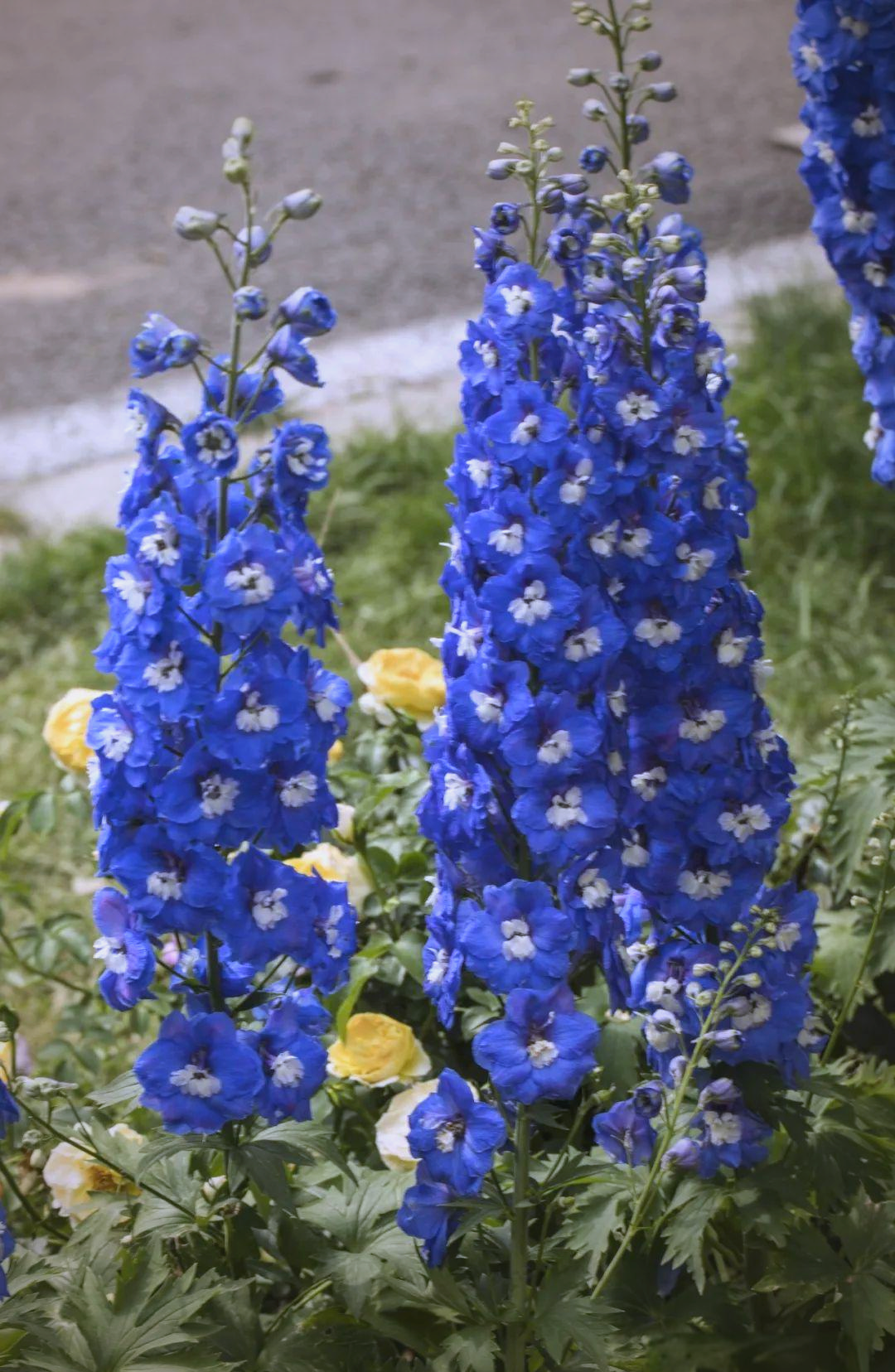 探索高翠雀花的丰富内涵与多样化应用