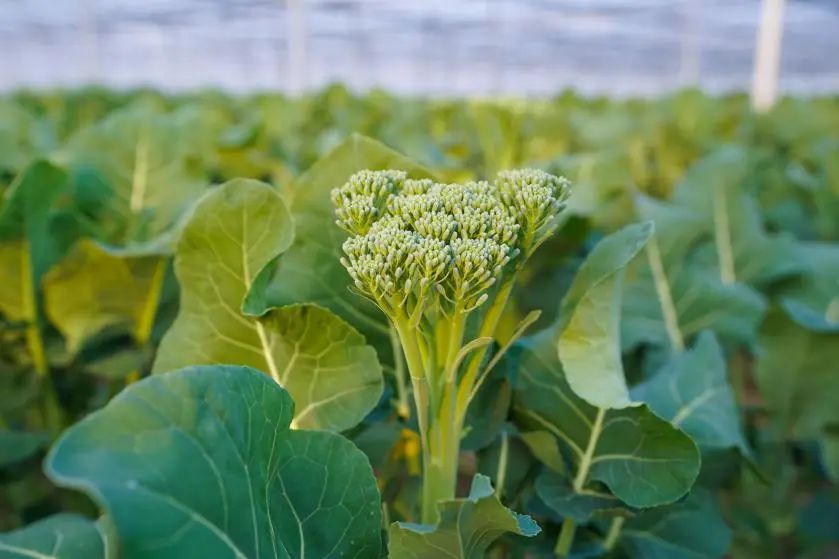 日产3吨!中步村甜杆西兰花被各大商超抢订