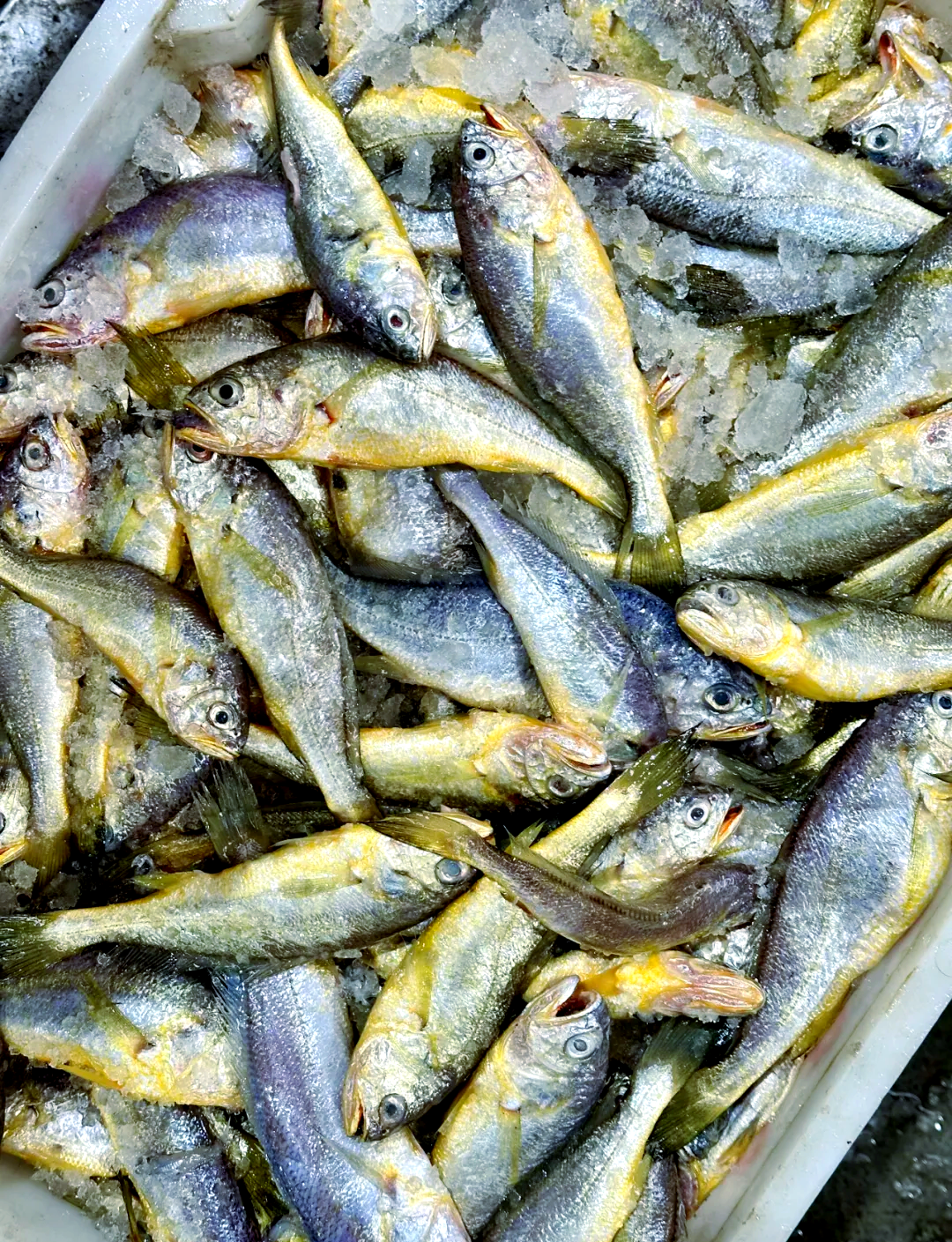 尝鲜舟山野生小黄鱼,感受春天的独特美味与营养