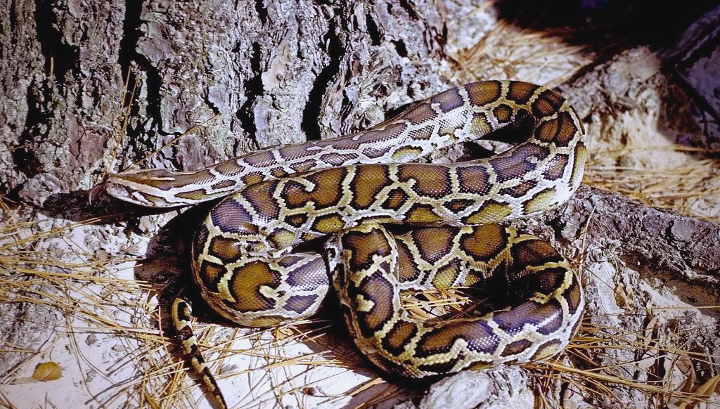 缅甸蟒:世界上巨型的蛇类之一