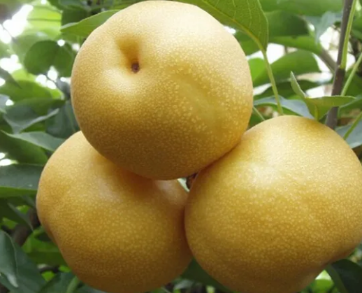秋月梨和丰水梨如何辨别