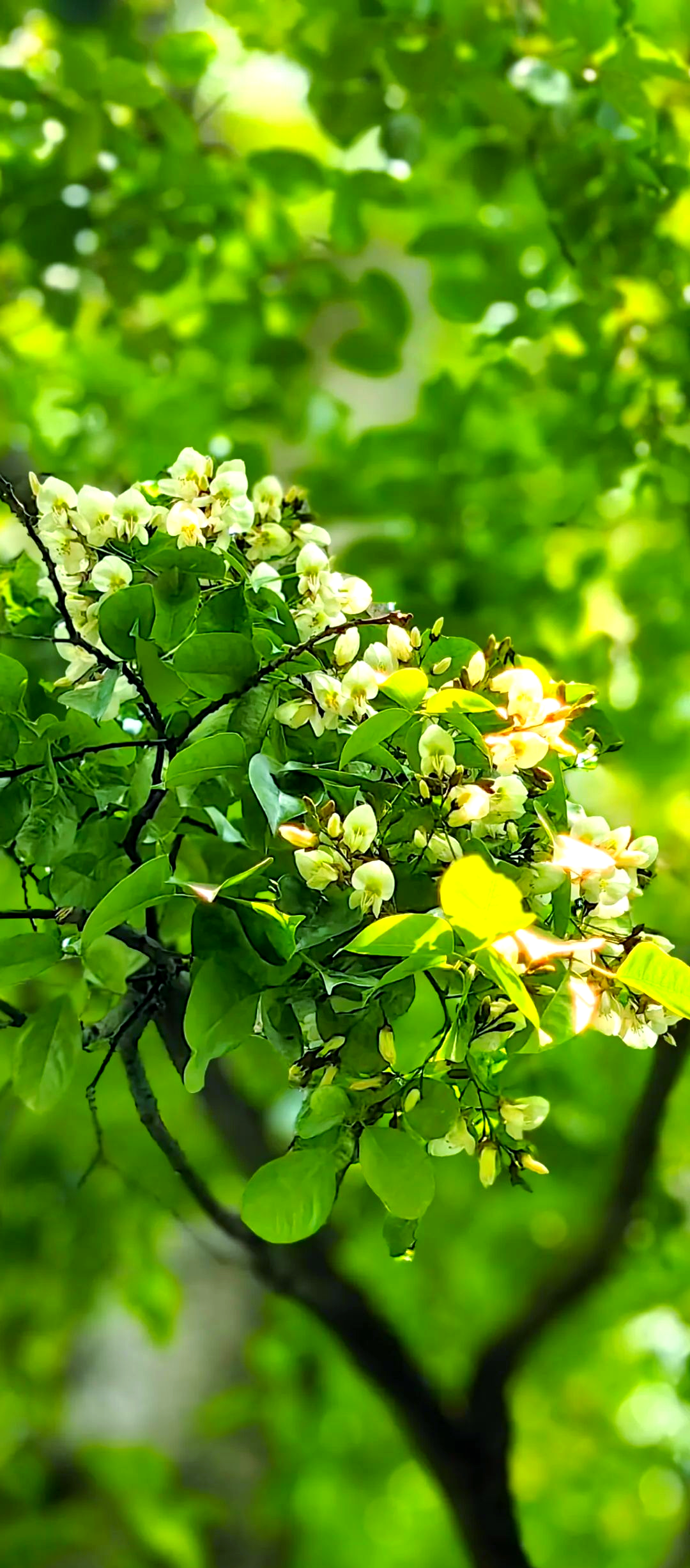 红豆盛开满枝头,顾山美景引游客