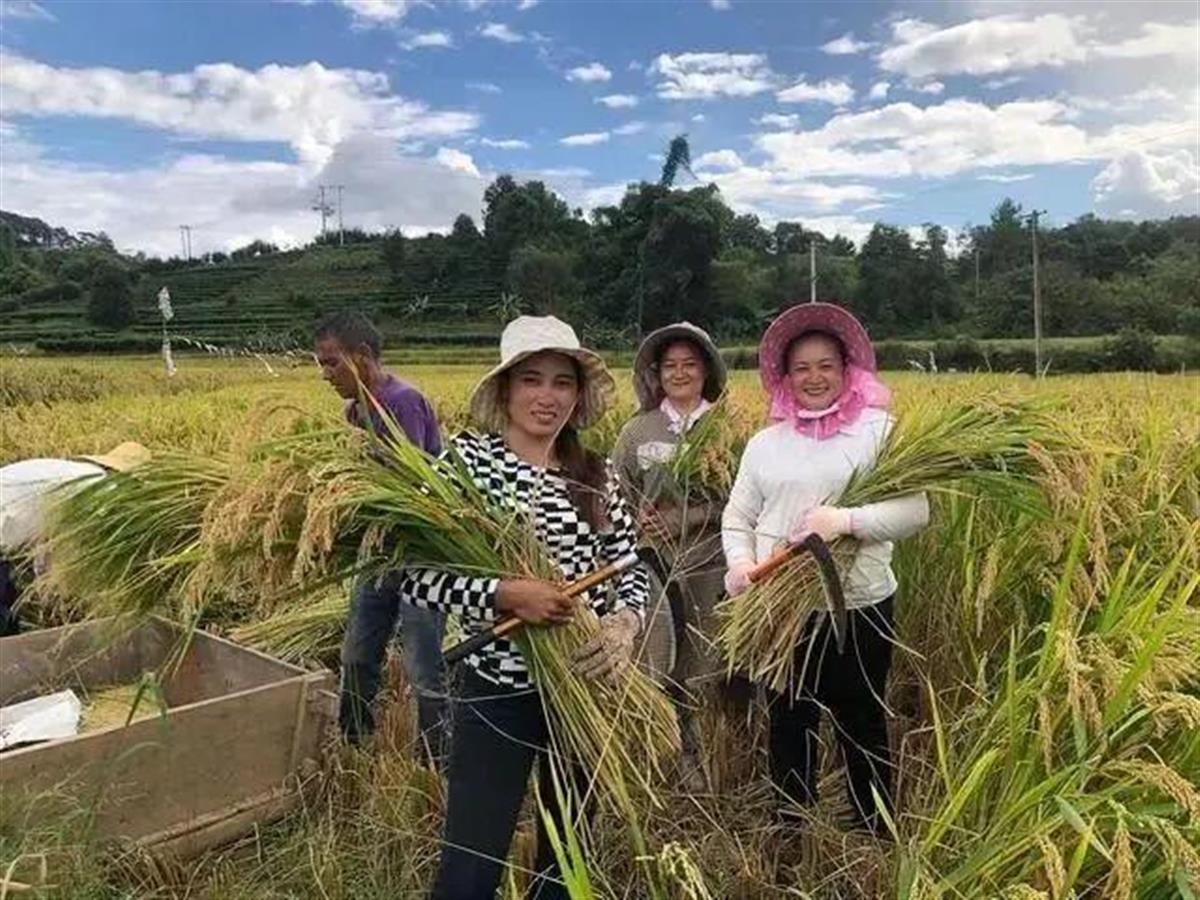 Ａ水稻上山１.jpg