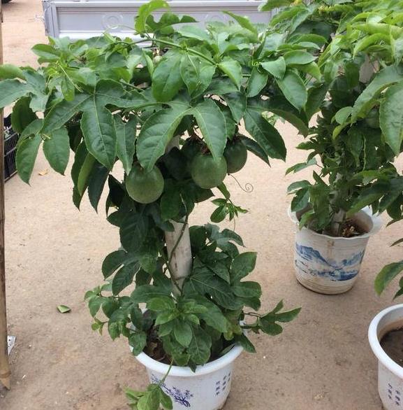 百香果的养殖方法和注意事项,种植小贴士,轻松掌握家庭园艺技巧