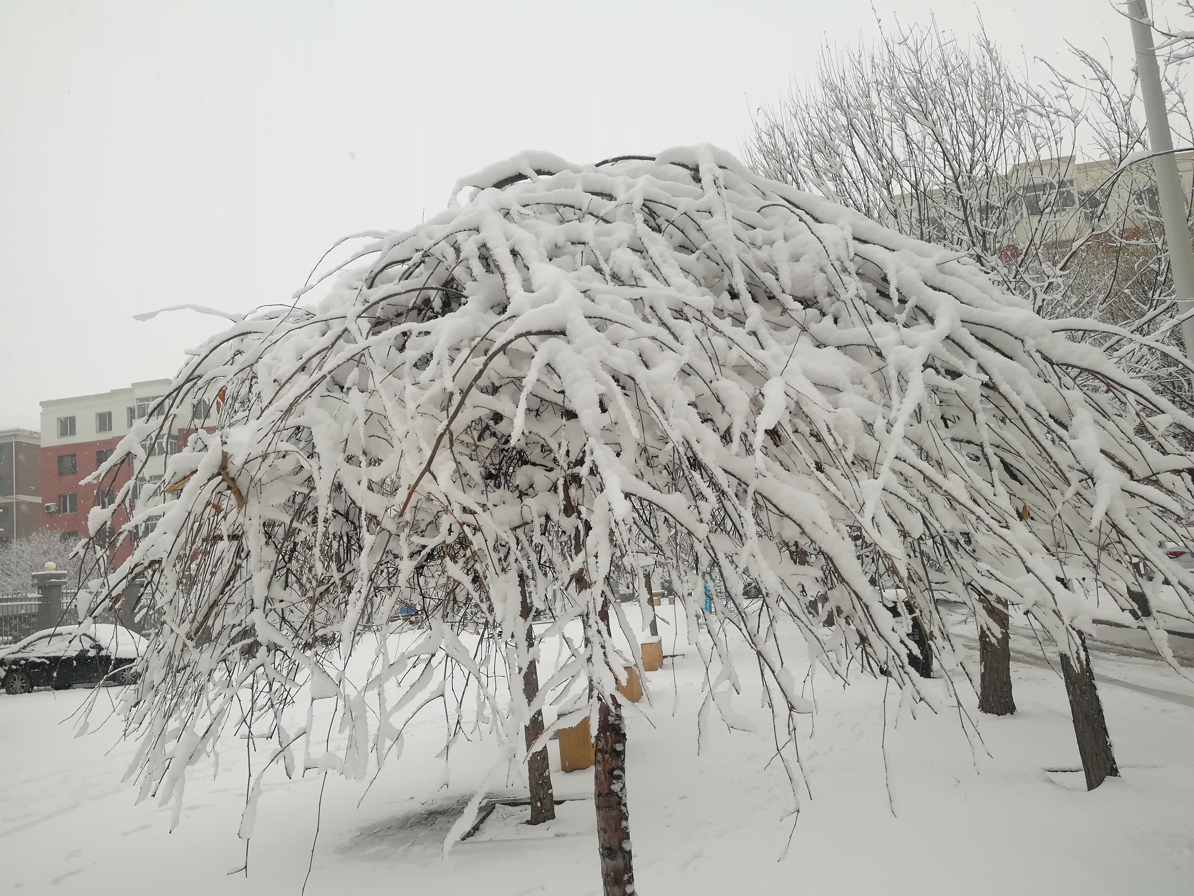 阜新雪景图片