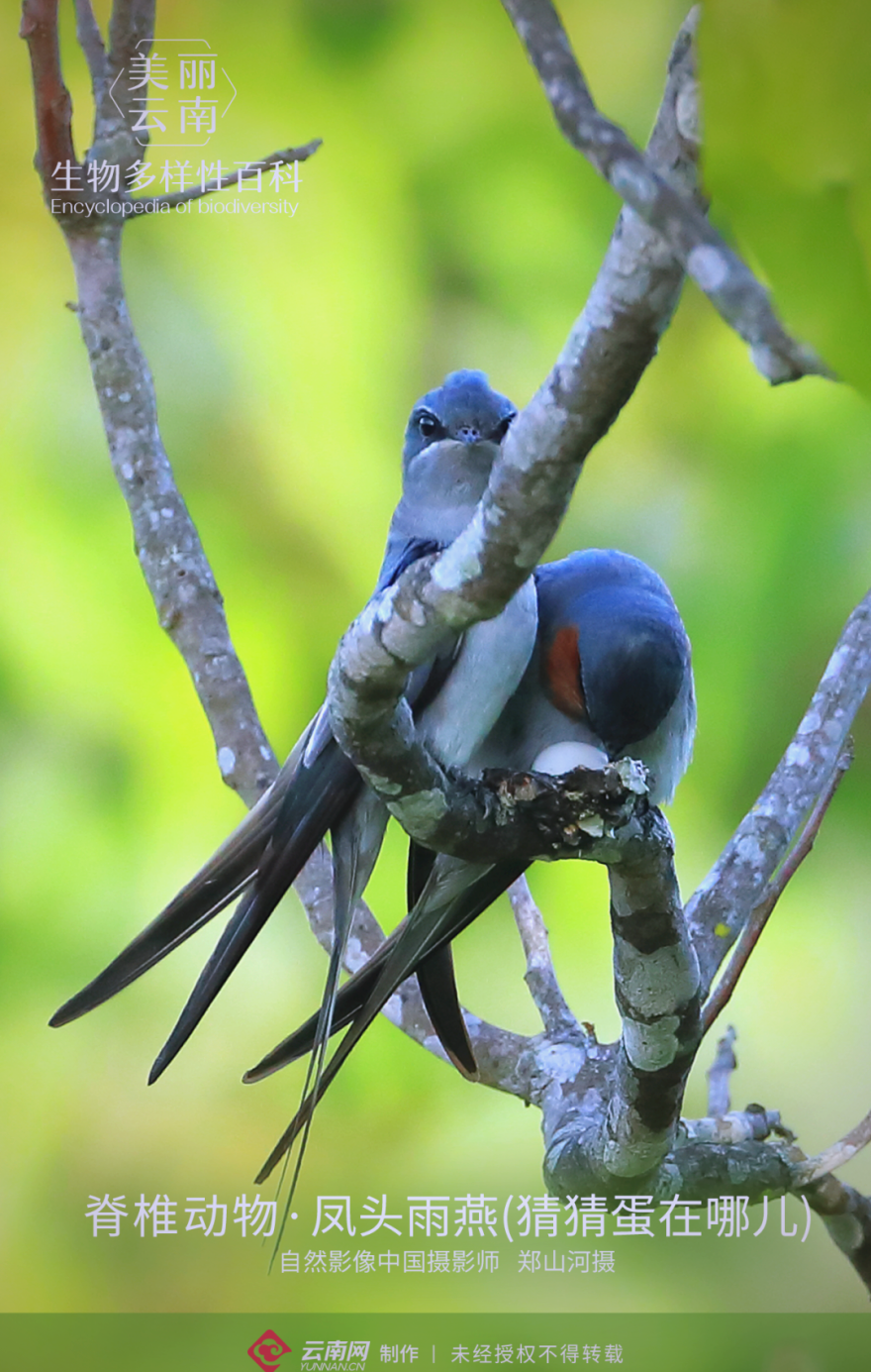 凤头雨燕:云南珍稀鸟类的独特魅力与生存智慧