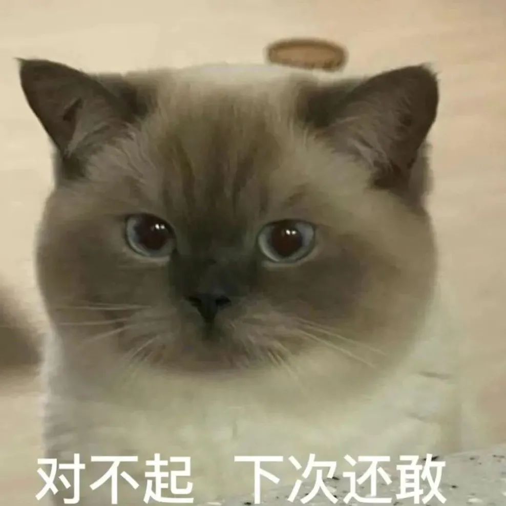 十大网红猫表情包图片