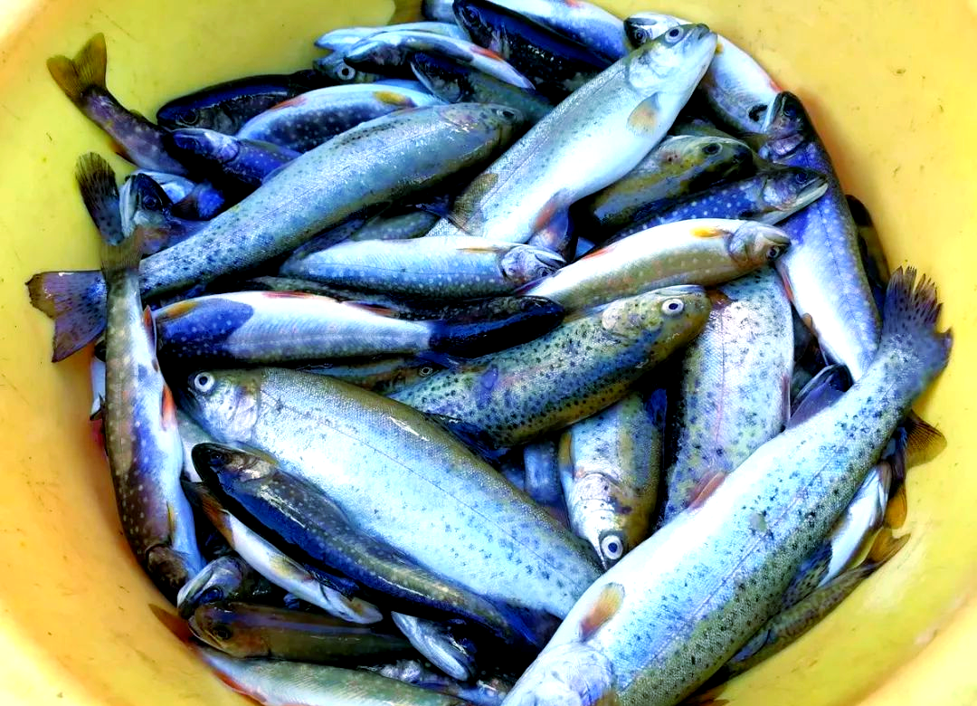 鸭绿江中的珍馐