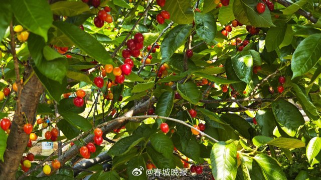 玛瑙红樱桃的种植方法图片