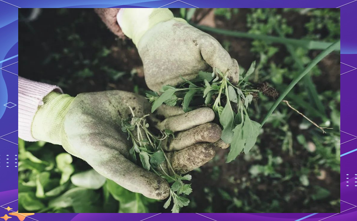 自然农法种植,200亩农场焕发新机,产量喜人