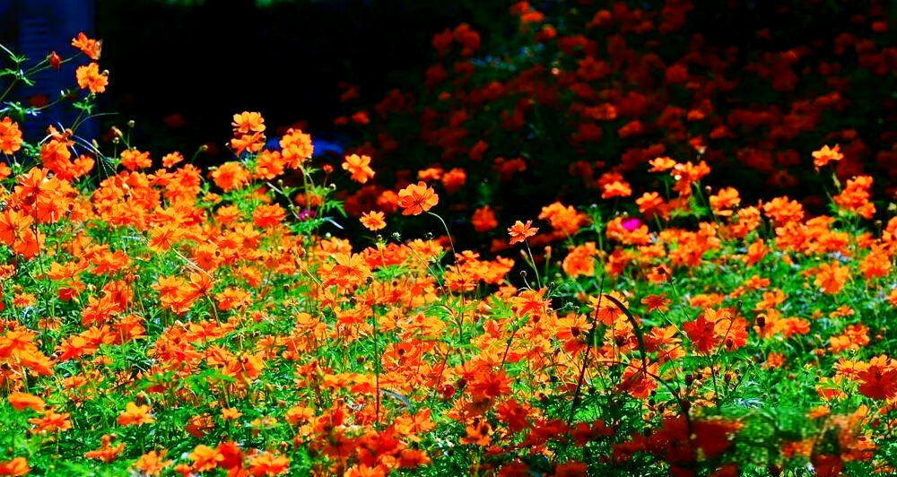 天气黄陂今日情况