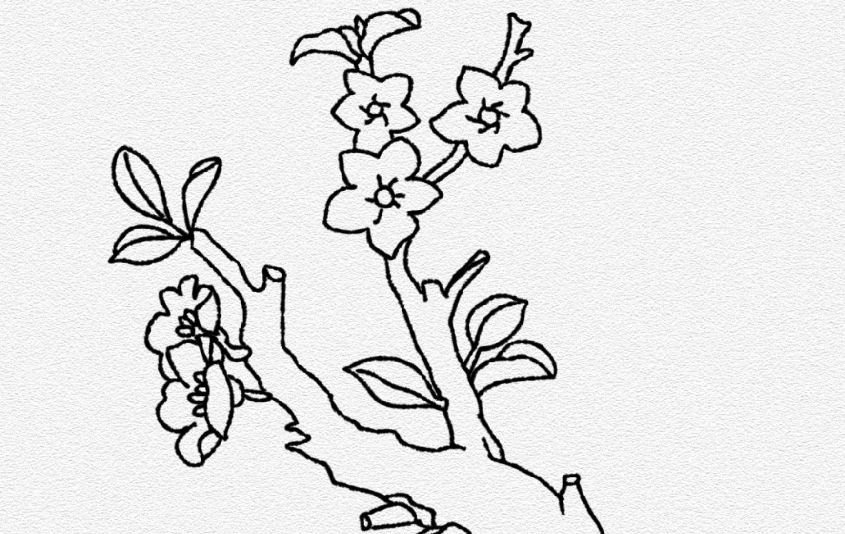 杏花树简笔画图片