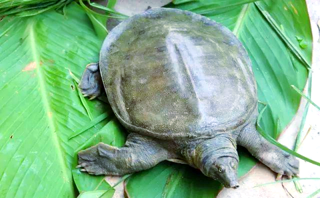 山瑞鳖:一种与中华鳖相似的保护动物,美味不再可尝!