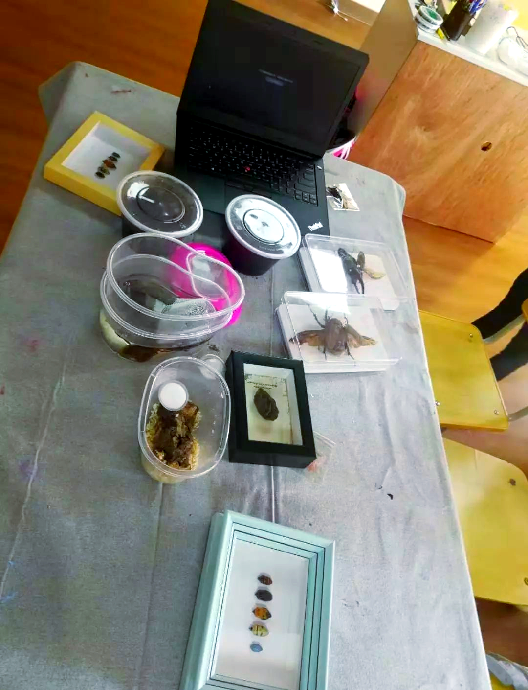 从捕捉到展示:桂花蝉标本制作全程解析