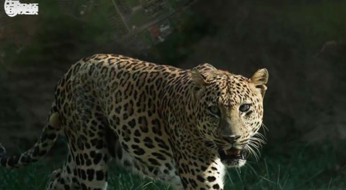 第三只金钱豹现踪迹!已确定范围目前仍未抓到