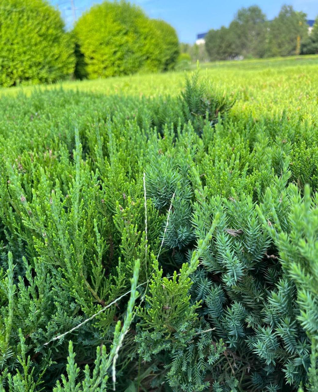 这到底是松树还是柏树?