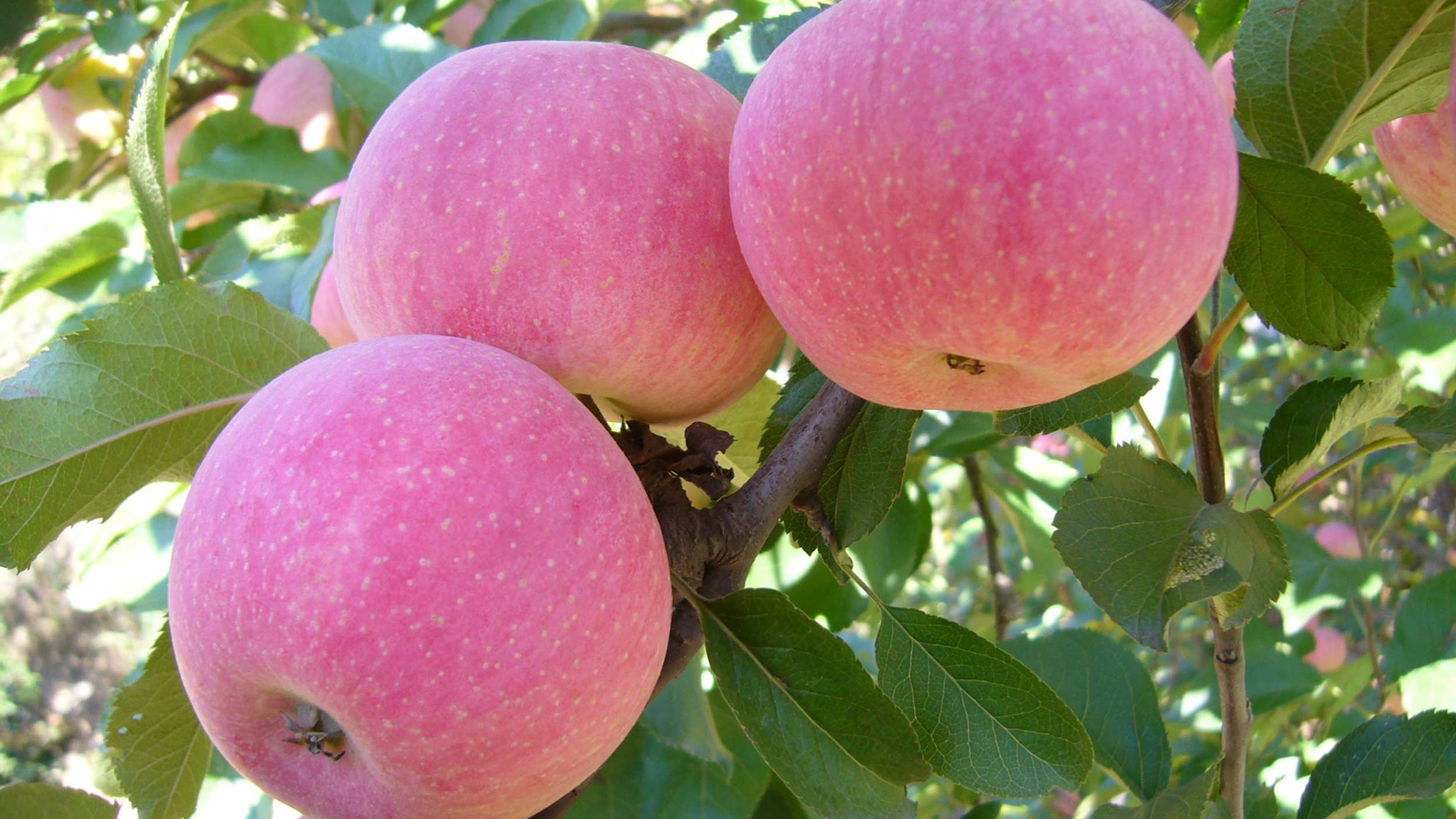 水果店老板提醒你,认准这十种苹果,不好吃不要钱