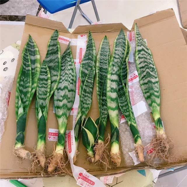 虎皮兰根系不发达?解决1个问题,养出壮根