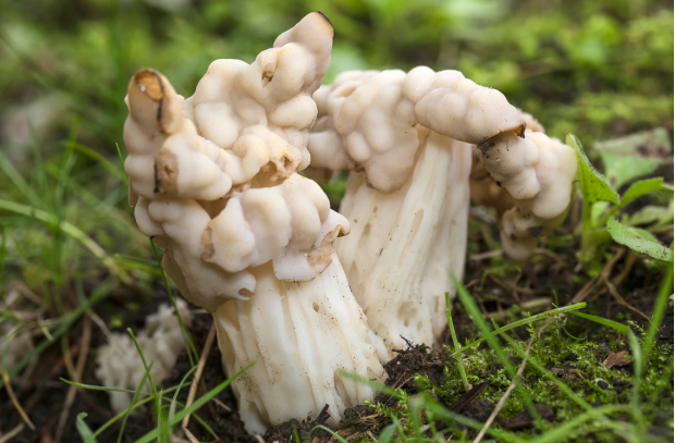 马鞍菌菇有毒吗图片