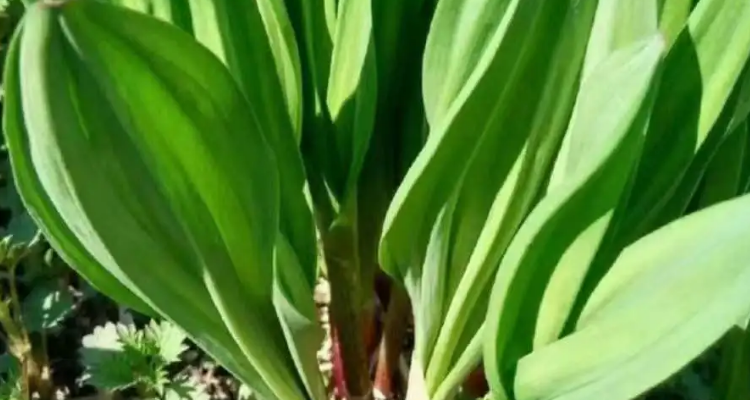 茗荑菜怎么种植