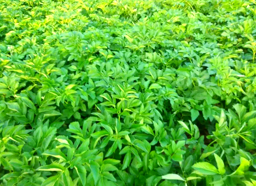 白芷种植:一亩地收益可观,市场销售渠道多样