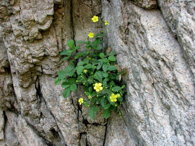 图片分享|夹缝求生,生命之力