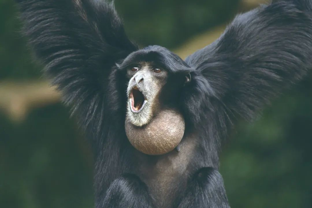 气鼓鼓的动物有何特殊之处?