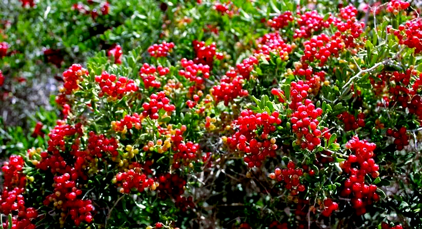 白刺果:沙漠中的绿色瑰宝,营养丰富的野生水果