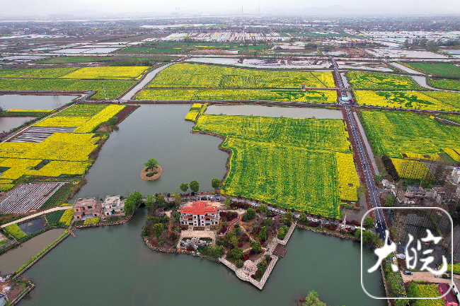 芜湖市白茆镇四千亩油菜花全面盛开