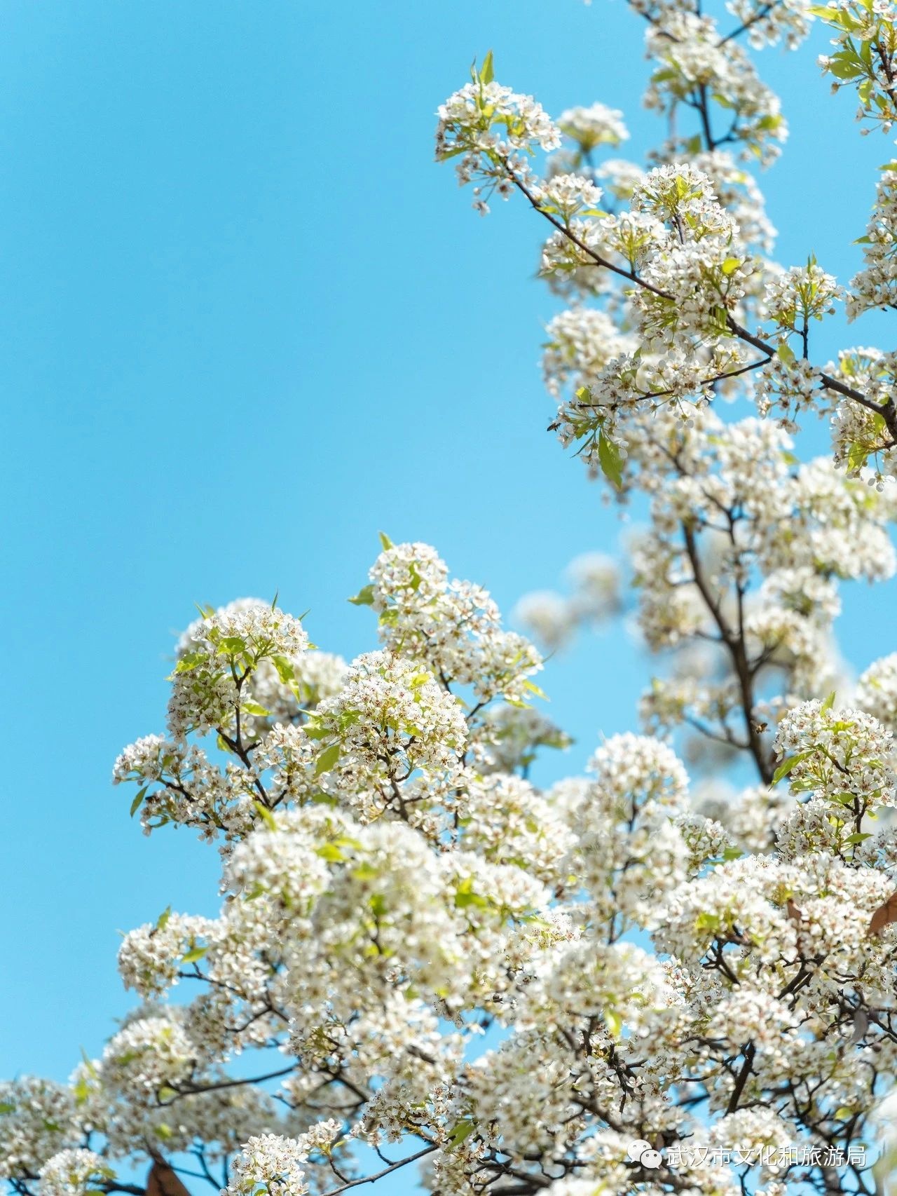 "武汉最美梨花树"55岁棠梨树近日迎来盛花期