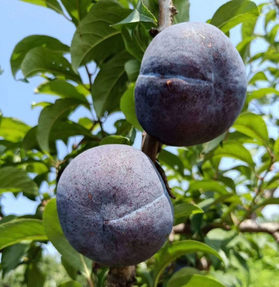 李子- 热门商品专区