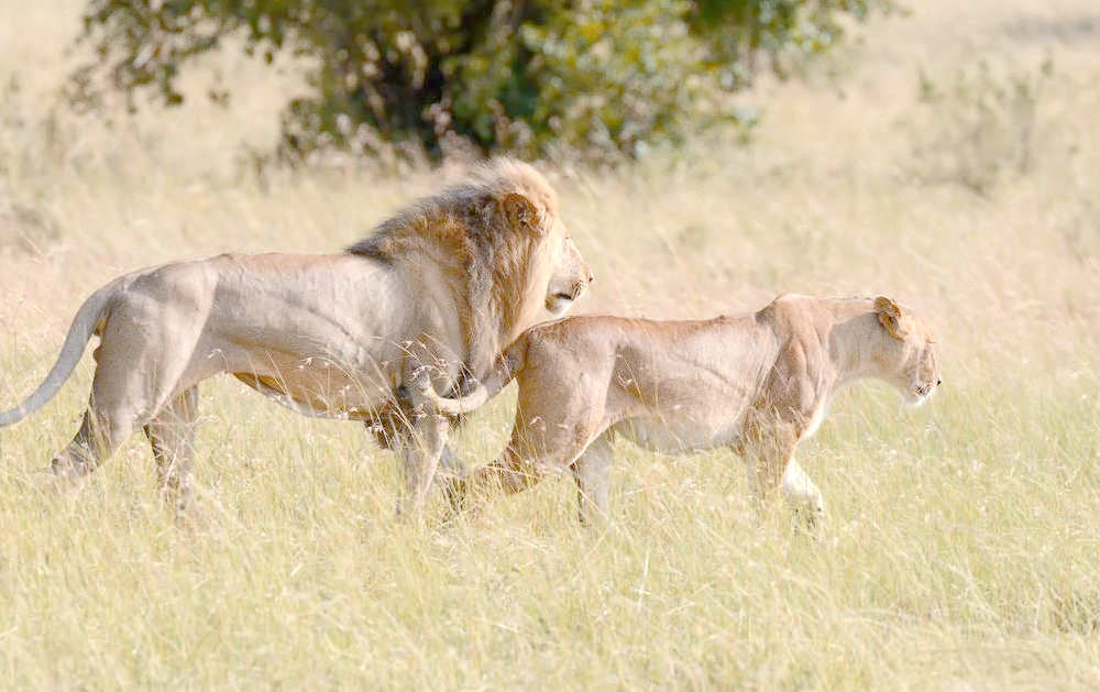不同于白化病,这种基因突变赋予了狮子纯白的外观