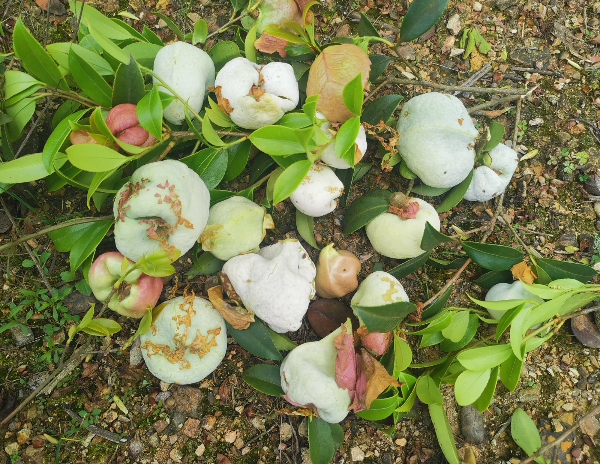 油茶树茶泡图片