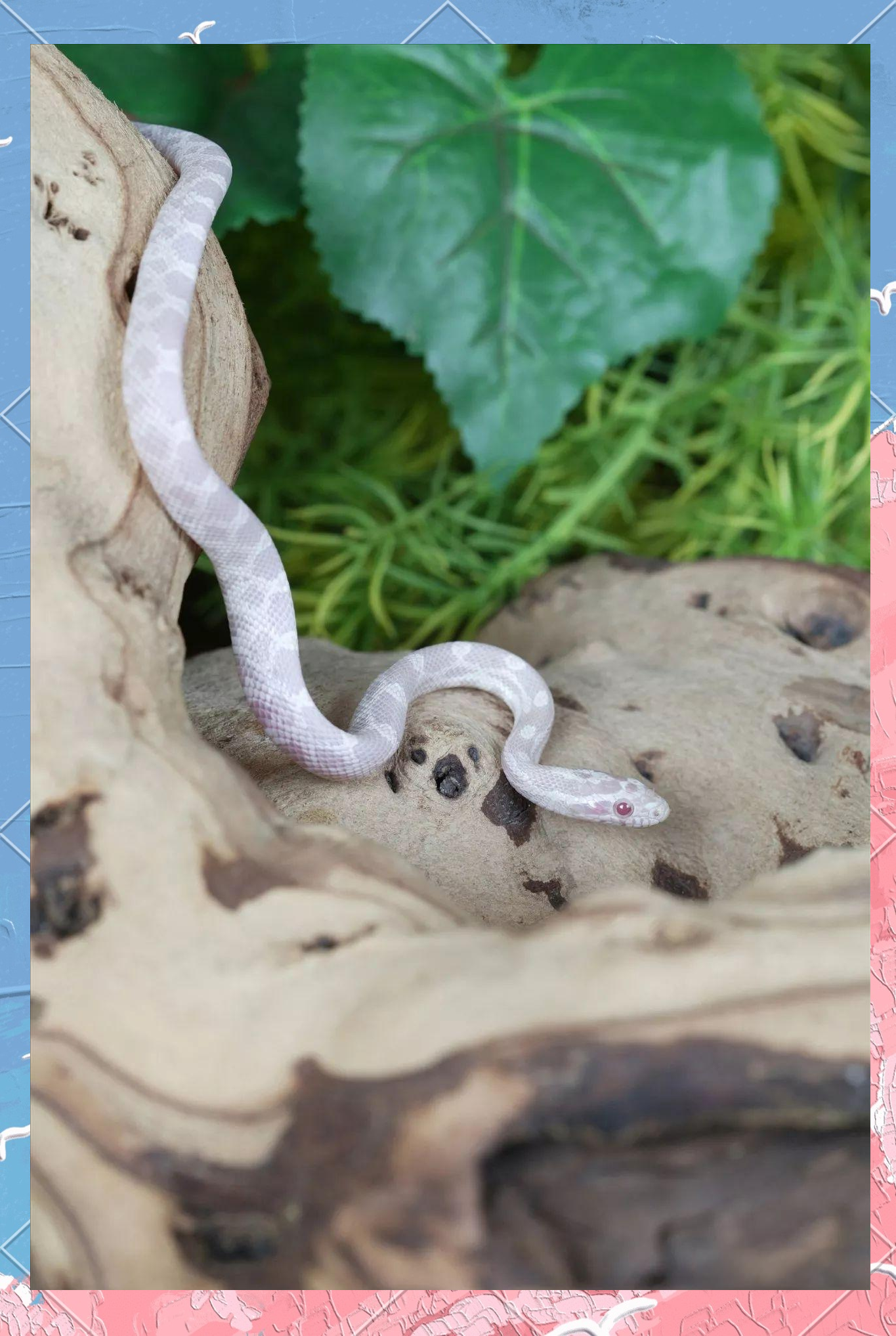 白蛇:罕见且被赋予灵性的神秘动物