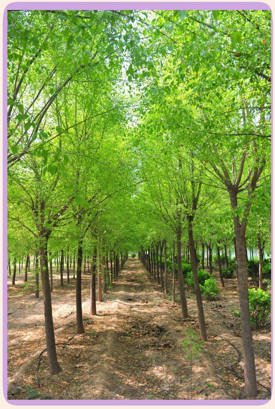 各类景观树的特色与用途,你了解多少