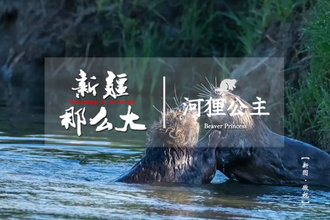 「新图微视」新疆有个"河狸公主"