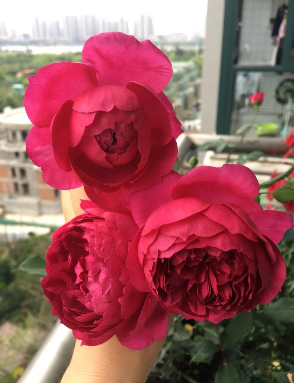 你的阳台还有位置吗?养棵"秋日胭脂",多季有花看,赏花又闻香