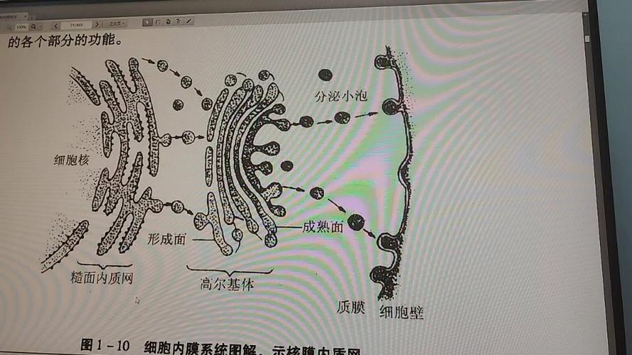 细胞器的奥秘:从差速离心法到液泡的作用